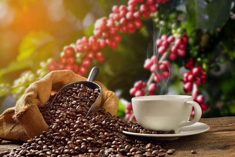 El grano de café, los tipos más populares y más exportados